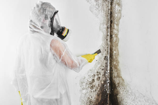 Professional Mold Remediation in Hillsboro, WI